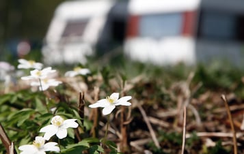 Spring flowers with two caravans in the background