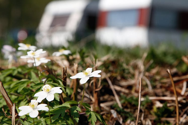 Spring flowers with two caravans in the background