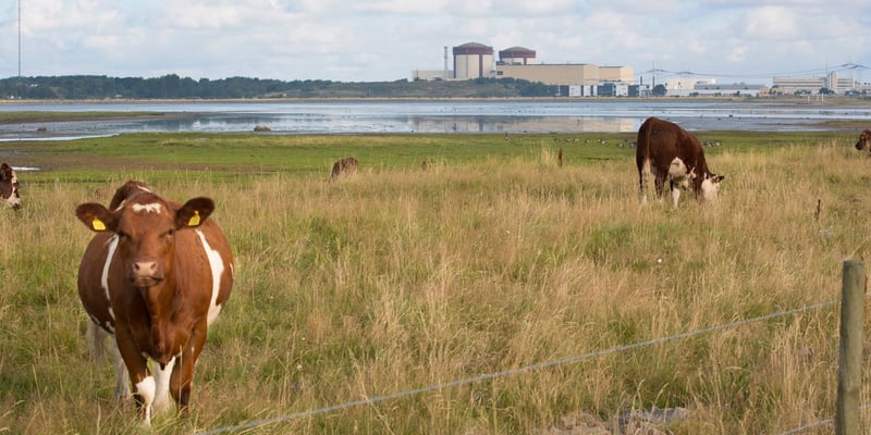 Cows browsing next to Ringhals