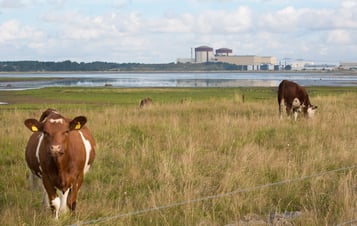 Cows browsing next to Ringhals Cows browsing next to Ringhals