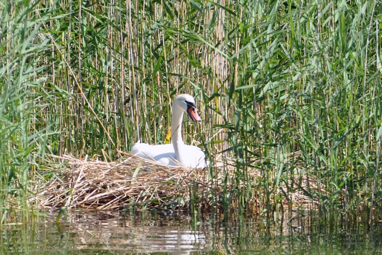 A swan in its nest A swan in its nest